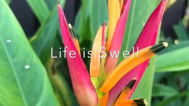 Life Is Swell in the 'Hood